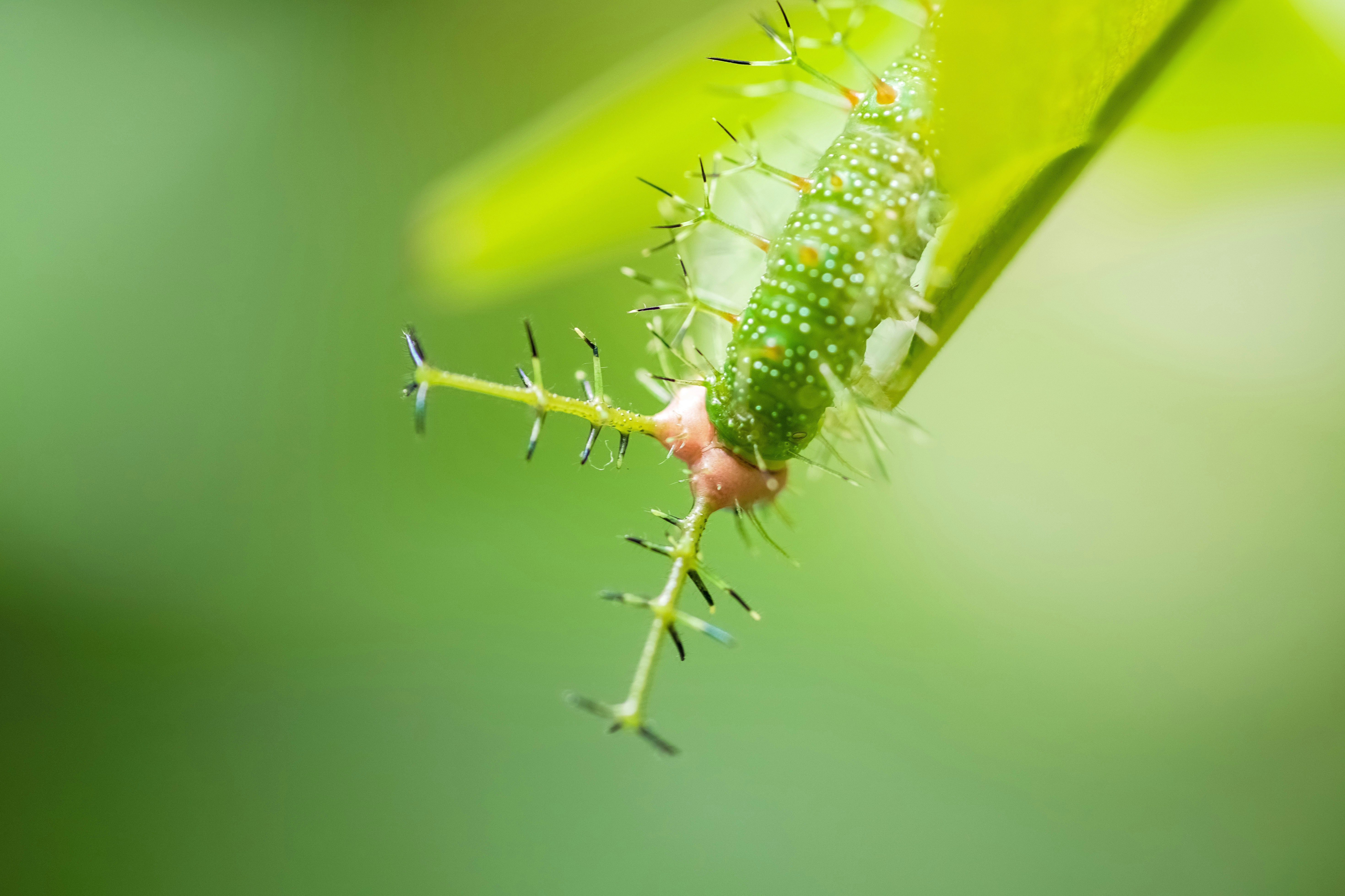 green caterpillar on green stem